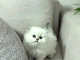 Bussi̇nes Class British Longhair Yavrularim