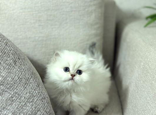 Bussi̇nes Class British Longhair Yavrularim görsel