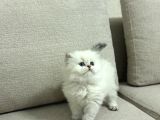 BUSSİNES CLASS BRITISH LONGHAIR YAVRULARIM