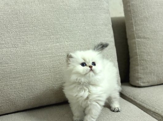 Bussi̇nes Class British Longhair Yavrularim