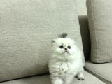 Bussi̇nes Class British Longhair Yavrularim