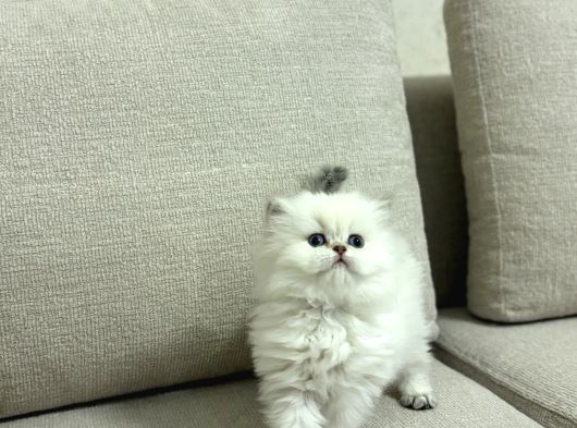 Bussi̇nes Class British Longhair Yavrularim görsel