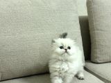 Bussi̇nes Class British Longhair Yavrularim