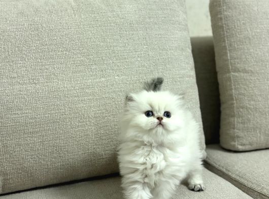 Bussi̇nes Class British Longhair Yavrularim görsel