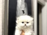 MASMAVİ GÖZLERE SAHİP BRITISH LONGHAIR YAVRULARIM