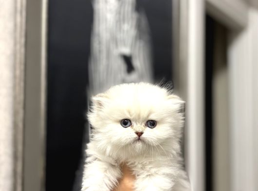 Masmavi̇ Gözlere Sahi̇p British Longhair Yavrularim