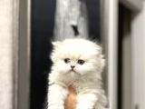 Masmavi̇ Gözlere Sahi̇p British Longhair Yavrularim