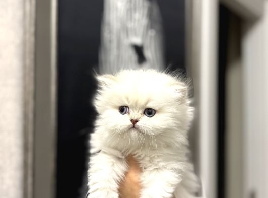 Masmavi̇ Gözlere Sahi̇p British Longhair Yavrularim görsel