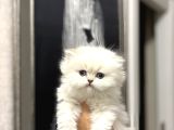 Masmavi̇ Gözlere Sahi̇p British Longhair Yavrularim