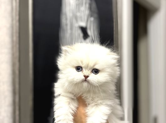 Masmavi̇ Gözlere Sahi̇p British Longhair Yavrularim görsel
