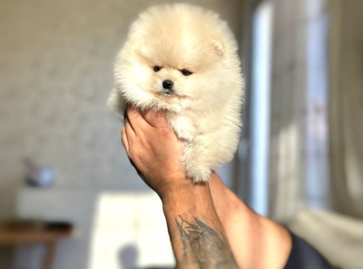 Mi̇ni̇ Boy Üst Kali̇te Pomeranian Boo Bebekler görsel