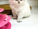 Orjinal British Longhair Bebekler