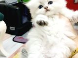 Orjinal British Longhair Bebekler