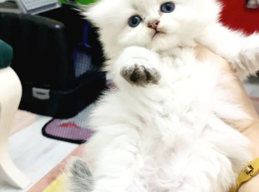 Orjinal British Longhair Bebekler görsel