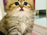 Orjinal British Longhair Bebekler