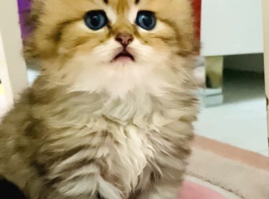 Orjinal British Longhair Bebekler görsel
