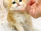 Orjinal British Longhair Bebekler