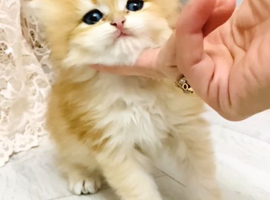 Orjinal British Longhair Bebekler görsel
