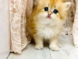 Orjinal British longhair bebekler
