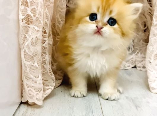 Orjinal British Longhair Bebekler