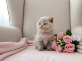 Görüntülü Onaylı Sağlıklı Lilac Fawn Yavrular