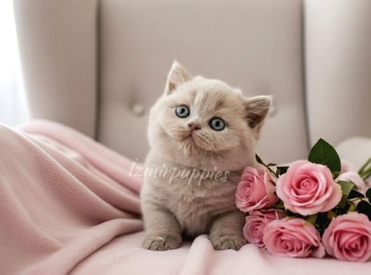 Görüntülü Onaylı Sağlıklı Lilac Fawn Yavrular