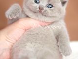 Görüntülü Onaylı Sağlıklı Lilac Fawn Yavrular