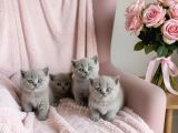 Görüntülü Onaylı Sağlıklı Lilac Fawn Yavrular