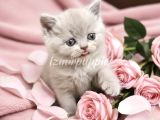Görüntülü Onaylı Sağlıklı Lilac Fawn Yavrular