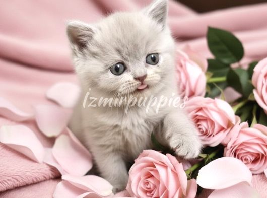 Görüntülü Onaylı Sağlıklı Lilac Fawn Yavrular görsel