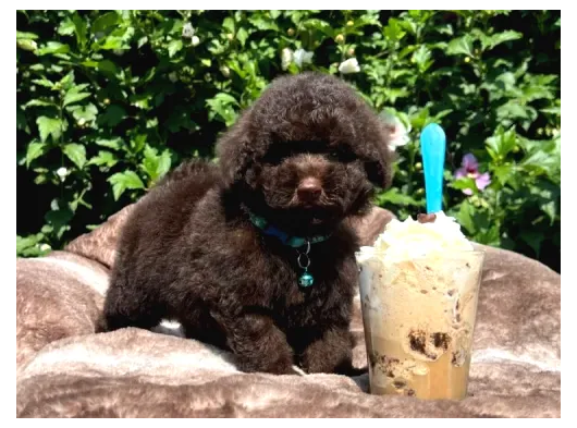 Chocolate Brown Poodle Kg Garanti̇li̇ Teacup Yavrumuz görsel