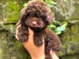 CHOCOLATE BROWN POODLE KG GARANTİLİ TEACUP YAVRUMUZ