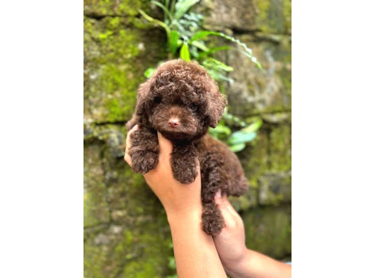 Chocolate Brown Poodle Kg Garanti̇li̇ Teacup Yavrumuz