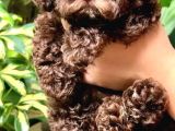 Chocolate Brown Poodle Kg Garanti̇li̇ Teacup Yavrumuz