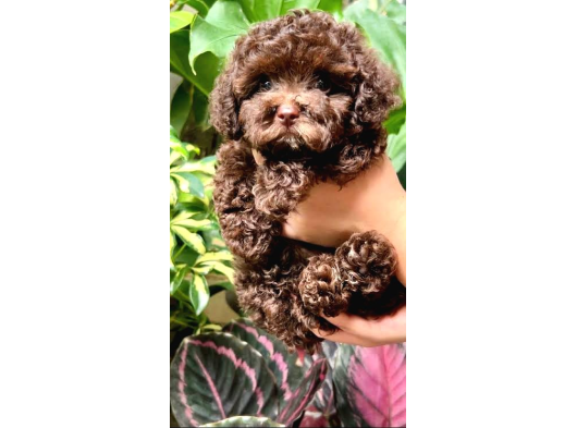 Chocolate Brown Poodle Kg Garanti̇li̇ Teacup Yavrumuz görsel