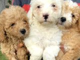 Minik Maltipoo Yavrularımız