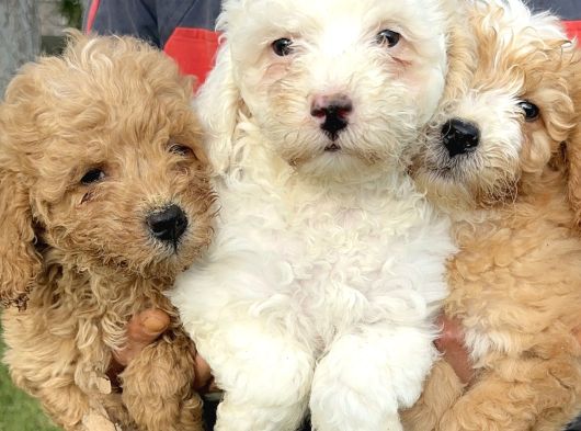 Minik Maltipoo Yavrularımız görsel