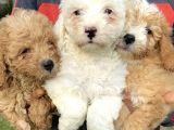 Minik maltipoo yavrularımız