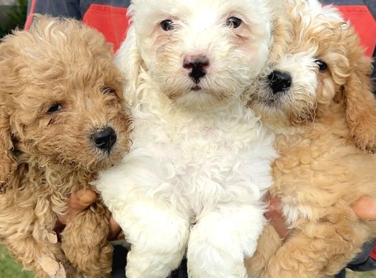 Minik maltipoo yavrularımız