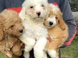 Minik Maltipoo Yavrularımız
