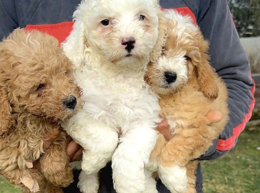 Minik Maltipoo Yavrularımız görsel