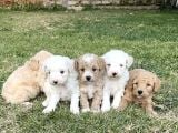 Minik Maltipoo Yavrularımız