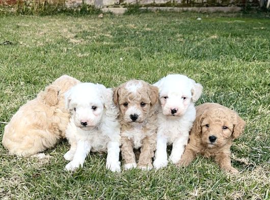 Minik Maltipoo Yavrularımız görsel