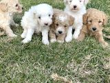 Minik Maltipoo Yavrularımız