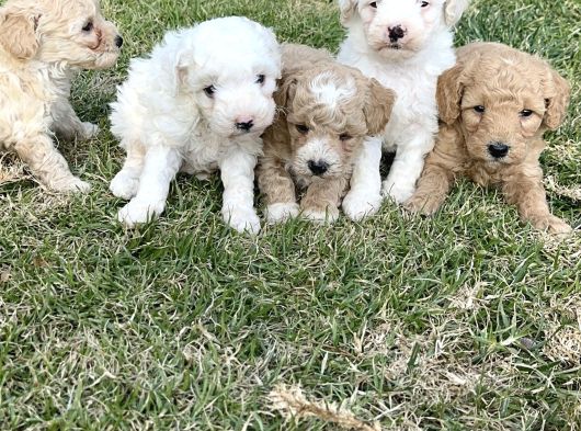 Minik Maltipoo Yavrularımız görsel