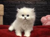 Vonalp Pet Garantili British Shorthair Yavrularimiz