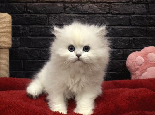 Vonalp Pet Garantili British Shorthair Yavrularimiz