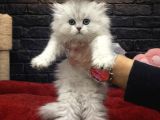 Vonalp Pet Garantili British Shorthair Yavrularimiz