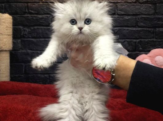 Vonalp Pet Garantili British Shorthair Yavrularimiz görsel