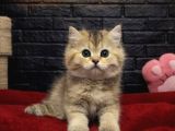 Vonalppet Garantisiyle British Shorthair Yavrularimiz